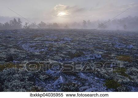 Downy Birch trees (Betula pubescens) and Reindeer Lichen (Cladonia rangiferina), fjell landscape with autumn fog, Rondane National Park, Norway, Europe View Large Photo Image Stock Photography - Downy Birch trees (Betula pubescens) and Reindeer Lichen (Cladonia rangiferina), fjell landscape with autumn fog, Rondane National Park, Norway, Europe. Fotosearch
