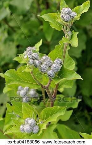 Downy burdock or woolly burdock (Arctium tomentosum) flower buds, North Rhine-Westphalia, Germany, Europe View Large Photo Image Stock Photograph - Downy burdock or woolly burdock (Arctium tomentosum) flower buds, North Rhine-Westphalia, Germany, Europe. Fotosearch