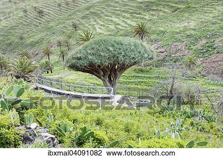 Dragon tree Drago de Agalan near Alajero, La Gomera, Canary Islands, Spain, Europe View Large Photo Image Stock Image - Dragon tree Drago de Agalan near Alajero, La Gomera, Canary Islands, Spain, Europe. Fotosearch