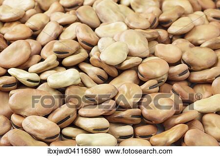 Stock Image - Dried broad beans. Fotosearch