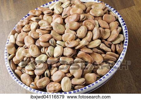 Stock Photo - Dried broad beans. Fotosearch