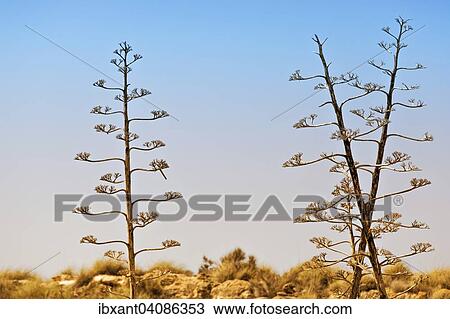 Stock Image - Dried inflorescences of an Agave (Agave), Almeria, Andalusia, Spain, Europe. Fotosearch