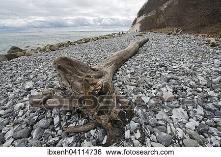 Stock Photograph - Driftwood, chalk coast, Jasmund National Park, Ruegen, Mecklenburg-Western Pomerania, Germany, Europe. Fotosearch