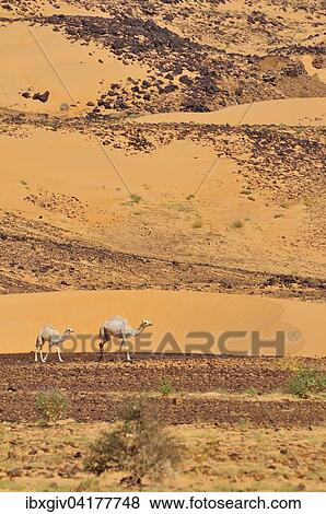 Dromedaries in the desert, Adrar Region, Mauritania, Africa View Large Photo Image Stock Photo - Dromedaries in the desert, Adrar Region, Mauritania, Africa. Fotosearch