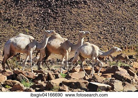 Stock Image - Dromedaries in the mountains at Amogjar pass, Atar, Adrar Region, Mauritania, Africa. Fotosearch