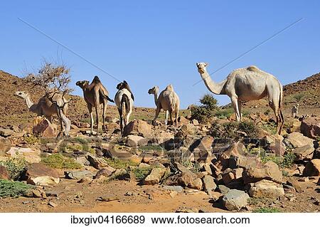 Stock Photo - Dromedaries in the mountains at Amogjar pass, Atar, Adrar Region, Mauritania, Africa. Fotosearch