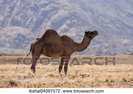 Dromedary camel (Camelus dromedarius) in the grassy steppe near Solitaire, Namibia, Africa View Large Photo Image Stock Image - Dromedary camel (Camelus dromedarius) in the grassy steppe near Solitaire, Namibia, Africa. Fotosearch