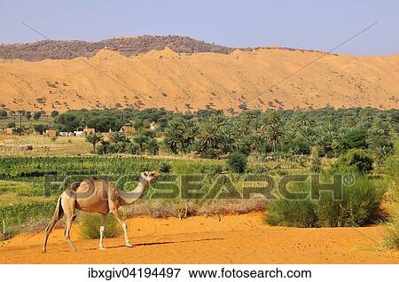 Dromedary (Camelus dromedarius) at the oasis, Moudjeria, Tagant region, Mauritania, Africa View Large Photo Image Stock Photo - Dromedary (Camelus dromedarius) at the oasis, Moudjeria, Tagant region, Mauritania, Africa. Fotosearch