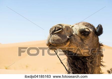 Dromedary in dunes, portrait, Merzouga, Meknes-Tafilalet Region, Morocco, Africa View Large Photo Image Stock Image - Dromedary in dunes, portrait, Merzouga, Meknes-Tafilalet Region, Morocco, Africa. Fotosearch
