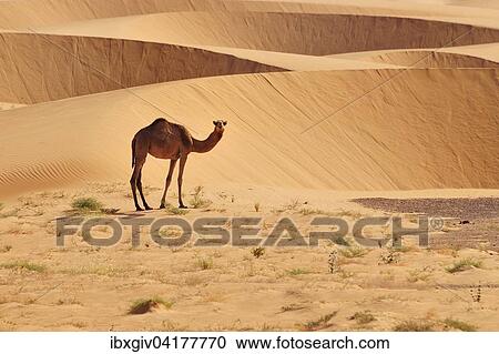 Dromedary in front of sand dunes, Adrar Region, Mauritania, Africa View Large Photo Image Stock Image - Dromedary in front of sand dunes, Adrar Region, Mauritania, Africa. Fotosearch