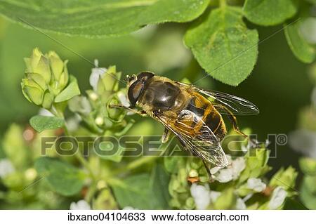 Drone fly (Eristalis tenax), Tyrol, Austria, Europe View Large Photo Image Stock Image - Drone fly (Eristalis tenax), Tyrol, Austria, Europe. Fotosearch