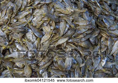 Dry fish, Broadway Market, Ernakulum, Kerala, India, Asia View Large Photo Image Stock Photography - Dry fish, Broadway Market, Ernakulum, Kerala, India, Asia. Fotosearch