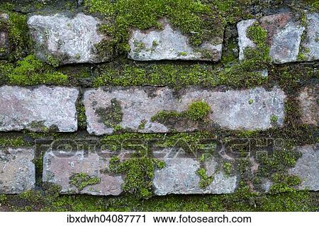 Dry wall, moss View Large Photo Image Stock Image - Dry wall, moss. Fotosearch
