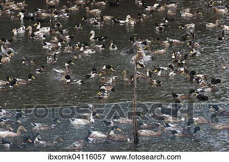 Stock Photo - Duck breeding, backwaters, Kerala, Malabar Coast, South India, India, Asia. Fotosearch
