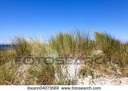 Dune grass, Baltic Sea, Fischland-Zingst, Western Pomerania Lagoon Area National Park, Mecklenburg-Western Pomerania, Germany, Europe View Large Photo Image Stock Photo - Dune grass, Baltic Sea, Fischland-Zingst, Western Pomerania Lagoon Area National Park, Mecklenburg-Western Pomerania, Germany, Europe. Fotosearch