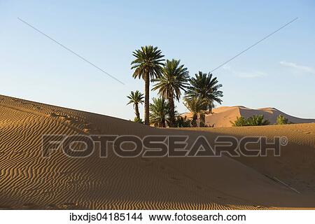Dunes and palm trees in morning light, Merzouga, Meknes-Tafilalet Region, Morocco, Africa View Large Photo Image Picture - Dunes and palm trees in morning light, Merzouga, Meknes-Tafilalet Region, Morocco, Africa. Fotosearch