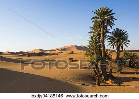 Dunes and palm trees in morning light, Merzouga, Meknes-Tafilalet Region, Morocco, Africa View Large Photo Image Stock Photograph - Dunes and palm trees in morning light, Merzouga, Meknes-Tafilalet Region, Morocco, Africa. Fotosearch