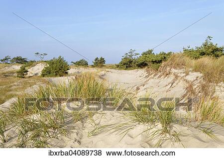 Dunes, Darss, Western Pomerania Lagoon Area National Park, Mecklenburg-Western Pomerania, Germany, Europe View Large Photo Image Stock Photo - Dunes, Darss, Western Pomerania Lagoon Area National Park, Mecklenburg-Western Pomerania, Germany, Europe. Fotosearch