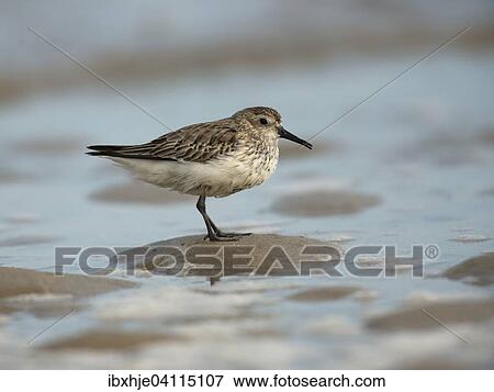 Dunlin (Calidris alpina), Texel, North Holland, The Netherlands, Europe View Large Photo Image Stock Photo - Dunlin (Calidris alpina), Texel, North Holland, The Netherlands, Europe. Fotosearch