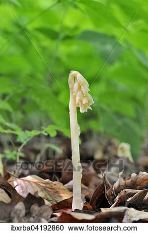 Dutchman's Pipe (Monotropa hypopitys), North Rhine-Westphalia, Germany, Europe View Large Photo Image Stock Image - Dutchman's Pipe (Monotropa hypopitys), North Rhine-Westphalia, Germany, Europe. Fotosearch
