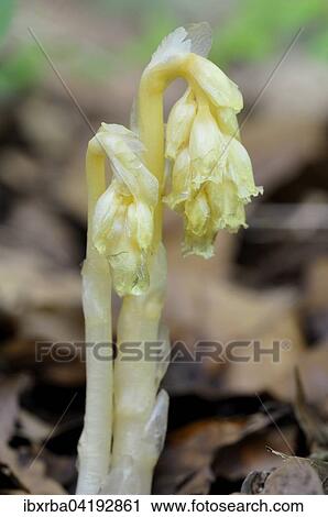 Dutchman's Pipe (Monotropa hypopitys), North Rhine-Westphalia, Germany, Europe View Large Photo Image Stock Image - Dutchman's Pipe (Monotropa hypopitys), North Rhine-Westphalia, Germany, Europe. Fotosearch