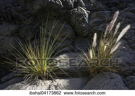 Dwarf fountain grass (Pennisetum alopecuroides), Barranco de las Angustias, Caldera de Taburiente National Park, La Palma, Canary Islands, Spain, Europe View Large Photo Image Stock Image - Dwarf fountain grass (Pennisetum alopecuroides), Barranco de las Angustias, Caldera de Taburiente National Park, La Palma, Canary Islands, Spain, Europe. Fotosearch
