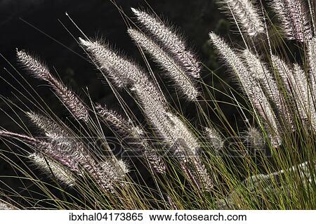 Dwarf fountain grass (Pennisetum alopecuroides), Barranco de las Angustias, Caldera de Taburiente National Park, La Palma, Canary Islands, Spain, Europe View Large Photo Image Stock Photography - Dwarf fountain grass (Pennisetum alopecuroides), Barranco de las Angustias, Caldera de Taburiente National Park, La Palma, Canary Islands, Spain, Europe. Fotosearch