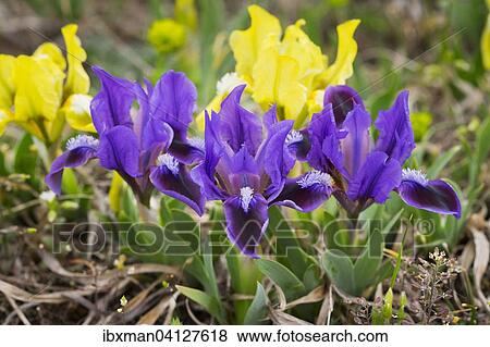 Dwarf iris (Iris pumila), northern Burgenland, Burgenland, Austria, Europe View Large Photo Image Stock Photo - Dwarf iris (Iris pumila), northern Burgenland, Burgenland, Austria, Europe. Fotosearch