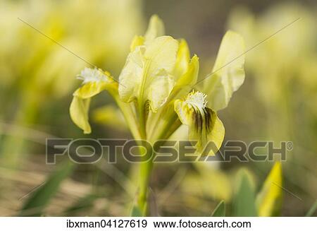 Dwarf iris (Iris pumila), northern Burgenland, Burgenland, Austria, Europe View Large Photo Image Stock Photo - Dwarf iris (Iris pumila), northern Burgenland, Burgenland, Austria, Europe. Fotosearch