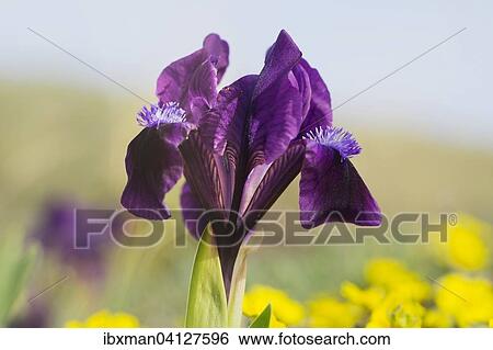 Stock Photograph - Dwarf iris (Iris pumila), northern Burgenland, Burgenland, Austria, Europe. Fotosearch