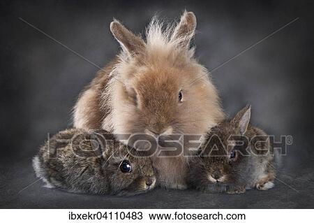 Stock Image - Dwarf rabbit (Oryctolagus cuniculus forma domestica), female with two young. Fotosearch