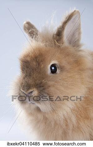 Stock Photography - Dwarf rabbit (Oryctolagus cuniculus forma domestica). Fotosearch