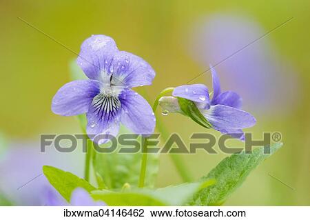 Early Dog-violets (Viola reichenbachiana), Masuria, Poland, Europe View Large Photo Image Stock Image - Early Dog-violets (Viola reichenbachiana), Masuria, Poland, Europe. Fotosearch