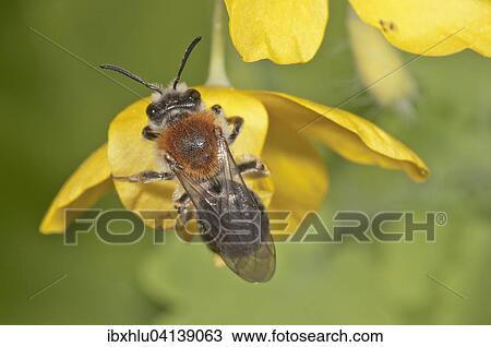 Early Mining Bee (Andrena haemorrhoa) on Celandine flower (Chelidonium majus), Baden-Wurttemberg, Germany, Europe View Large Photo Image Stock Image - Early Mining Bee (Andrena haemorrhoa) on Celandine flower (Chelidonium majus), Baden-Wurttemberg, Germany, Europe. Fotosearch
