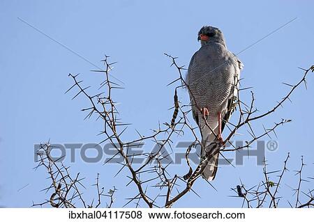 Eastern chanting goshawk (Melierax poliopterus) sitting on a dry acacia tree, Etosha National Park, Namibia, Africa View Large Photo Image Stock Photo - Eastern chanting goshawk (Melierax poliopterus) sitting on a dry acacia tree, Etosha National Park, Namibia, Africa. Fotosearch