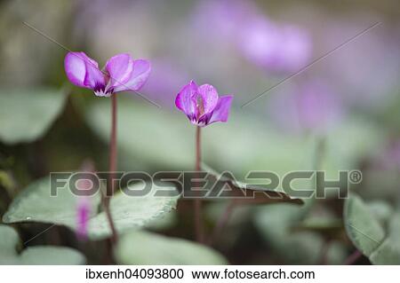 Eastern Cyclamen (Cyclamen coum), Emsland, Lower Saxony, Germany, Europe View Large Photo Image Stock Image - Eastern Cyclamen (Cyclamen coum), Emsland, Lower Saxony, Germany, Europe. Fotosearch