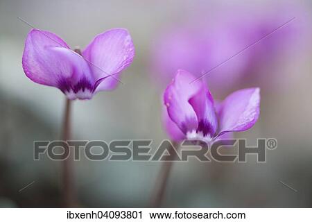 Stock Image - Eastern Cyclamen (Cyclamen coum), Emsland, Lower Saxony, Germany, Europe. Fotosearch