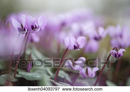 Eastern Cyclamen (Cyclamen coum), Emsland, Lower Saxony, Germany, Europe View Large Photo Image Stock Photo - Eastern Cyclamen (Cyclamen coum), Emsland, Lower Saxony, Germany, Europe. Fotosearch