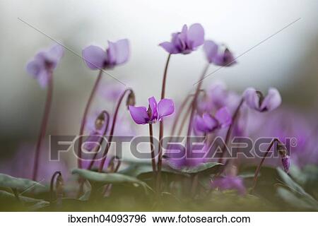 Eastern Cyclamen (Cyclamen coum), Emsland, Lower Saxony, Germany, Europe View Large Photo Image Stock Photograph - Eastern Cyclamen (Cyclamen coum), Emsland, Lower Saxony, Germany, Europe. Fotosearch