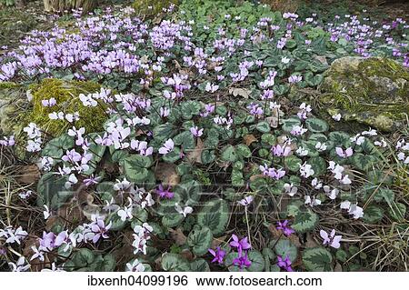 Eastern Cyclamen (Cyclamen coum), Emsland, Lower Saxony, Germany, Europe View Large Photo Image Stock Photograph - Eastern Cyclamen (Cyclamen coum), Emsland, Lower Saxony, Germany, Europe. Fotosearch