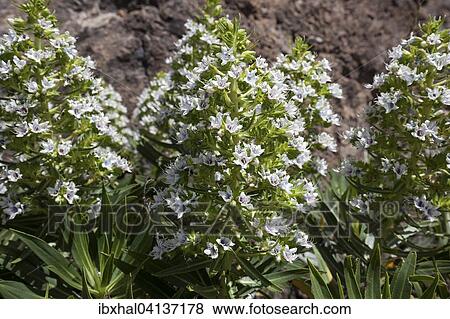 Echium giganteum (Echium giganteum or Echium decaisnei), Gran Canaria, Canary Islands, Spain, Europe View Large Photo Image Stock Photo - Echium giganteum (Echium giganteum or Echium decaisnei), Gran Canaria, Canary Islands, Spain, Europe. Fotosearch