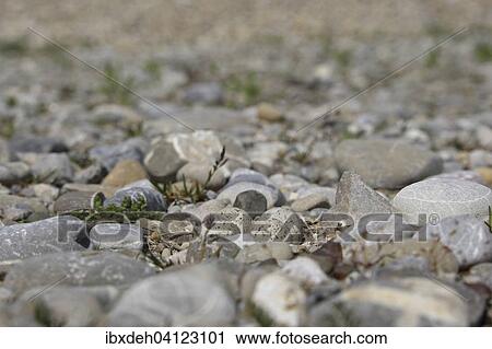 Eggs of Little Ringed Plover (Charadrius dubius), laid on a gravel bank, Bavaria, Germany, Europe View Large Photo Image Stock Image - Eggs of Little Ringed Plover (Charadrius dubius), laid on a gravel bank, Bavaria, Germany, Europe. Fotosearch