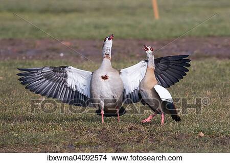 Egyptian Geese (Alopochen aegyptiacus), courtship display, Hesse, Germany, Europe View Large Photo Image Picture - Egyptian Geese (Alopochen aegyptiacus), courtship display, Hesse, Germany, Europe. Fotosearch