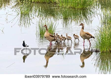 Egyptian Geese (Alopochen aegyptiacus), Tarangire, Tanzania, Africa View Large Photo Image Stock Photo - Egyptian Geese (Alopochen aegyptiacus), Tarangire, Tanzania, Africa. Fotosearch