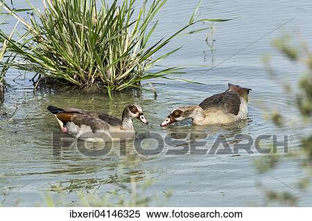 Egyptian geese (Alopochen aegyptiacus) in the water, Masai Mara National Reserve, Kenya, Africa View Large Photo Image Stock Photography - Egyptian geese (Alopochen aegyptiacus) in the water, Masai Mara National Reserve, Kenya, Africa. Fotosearch