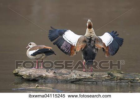 Egyptian Geese (Alopochen aegyptiacus), courting, Hesse, Germany, Europe View Large Photo Image Stock Photography - Egyptian Geese (Alopochen aegyptiacus), courting, Hesse, Germany, Europe. Fotosearch
