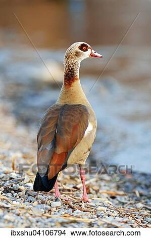 Egyptian goose (Alopochen aegyptiacus), Lake Zug, Canton of Zug, Switzerland, Europe View Large Photo Image Picture - Egyptian goose (Alopochen aegyptiacus), Lake Zug, Canton of Zug, Switzerland, Europe. Fotosearch