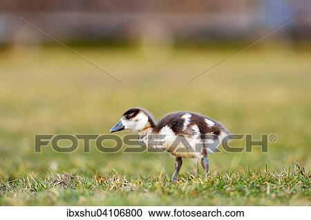 Stock Image - Egyptian goose (Alopochen aegyptiacus) chick, foraging, Zug, Canton of Zug, Switzerland, Europe. Fotosearch