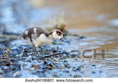 Egyptian goose (Alopochen aegyptiacus) chick, foraging by the water, Zug, Canton of Zug, Switzerland, Europe View Large Photo Image Stock Image - Egyptian goose (Alopochen aegyptiacus) chick, foraging by the water, Zug, Canton of Zug, Switzerland, Europe. Fotosearch