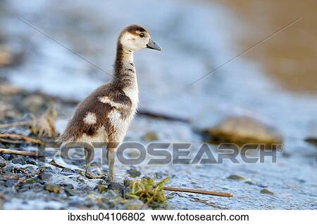 Stock Image - Egyptian goose (Alopochen aegyptiacus) chick, by the water, Zug, Canton of Zug, Switzerland, Europe. Fotosearch